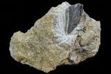Tyrannosaur Tooth In Rock With Metal Stand - Montana #73392-5